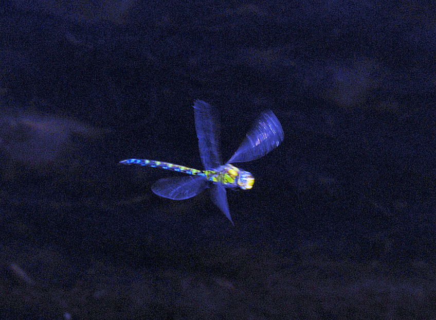 Libellule